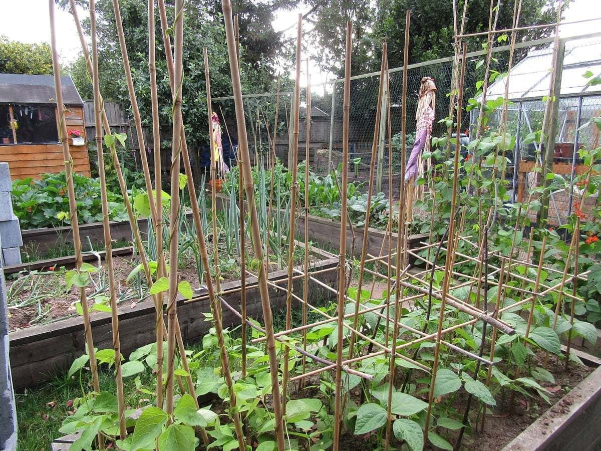 Raised vegetable garden beds